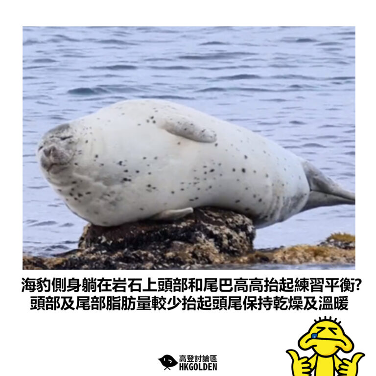 【海豹側身躺在岩石上頭部和尾巴高高抬起練習平衡? 頭部及尾部脂肪量較少抬起頭尾保持乾燥及溫暖】