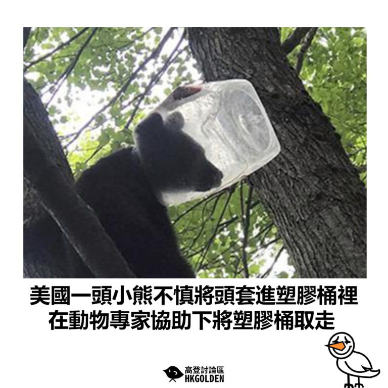 【美國一頭小熊不慎將頭套進塑膠桶裡 在動物專家協助下將塑膠桶取走】
