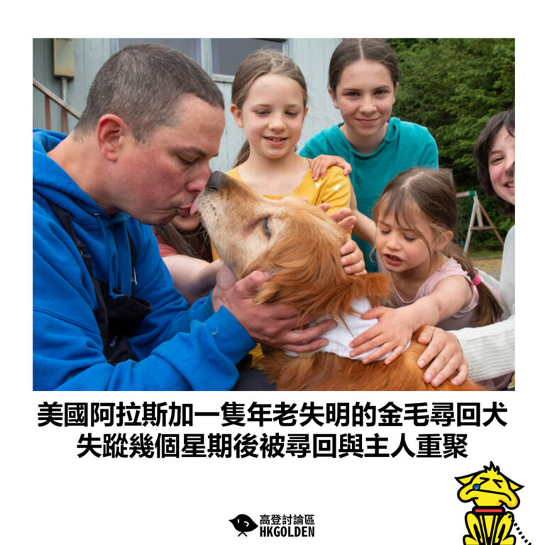 【美國阿拉斯加一隻年老失明的金毛尋回犬 失蹤幾個星期後被尋回與主人重聚】