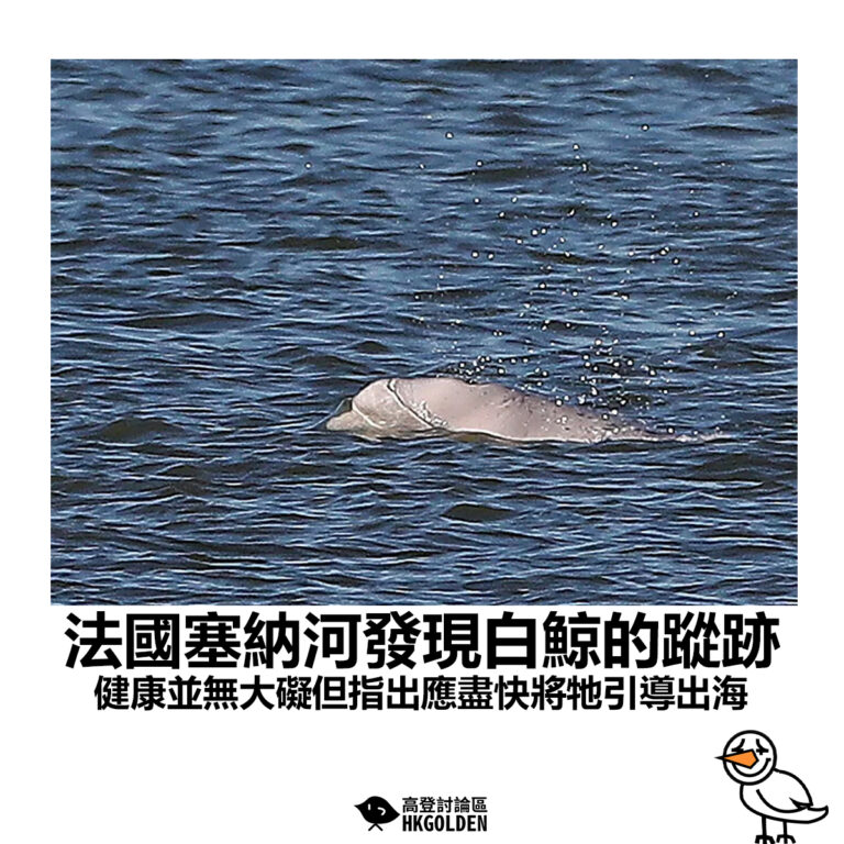 【法國塞納河發現白鯨的蹤跡 健康並無大礙但指出應盡快將牠引導出海】