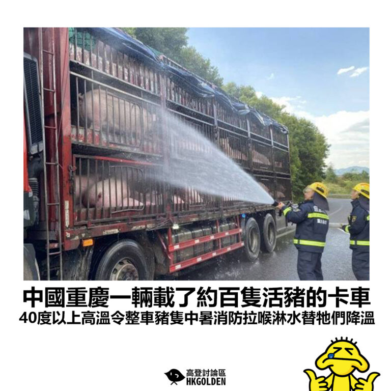 【中國重慶一輛載了約百隻活豬的卡車 40度以上高溫令整車豬隻中暑消防拉喉淋水替牠們降溫】
