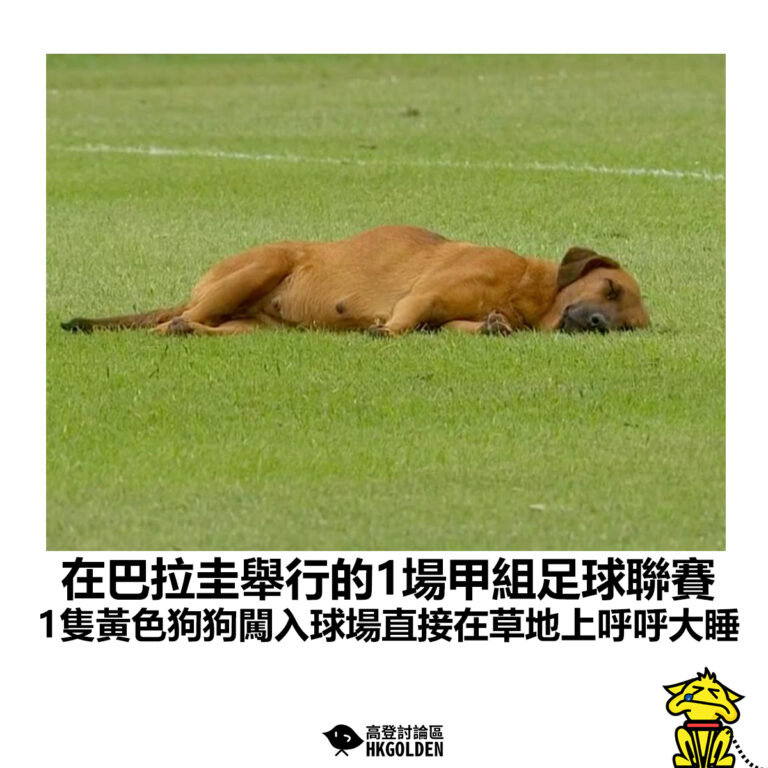 【在巴拉圭舉行的1場甲組足球聯賽 1隻黃色狗狗闖入球場直接在草地上呼呼大睡】