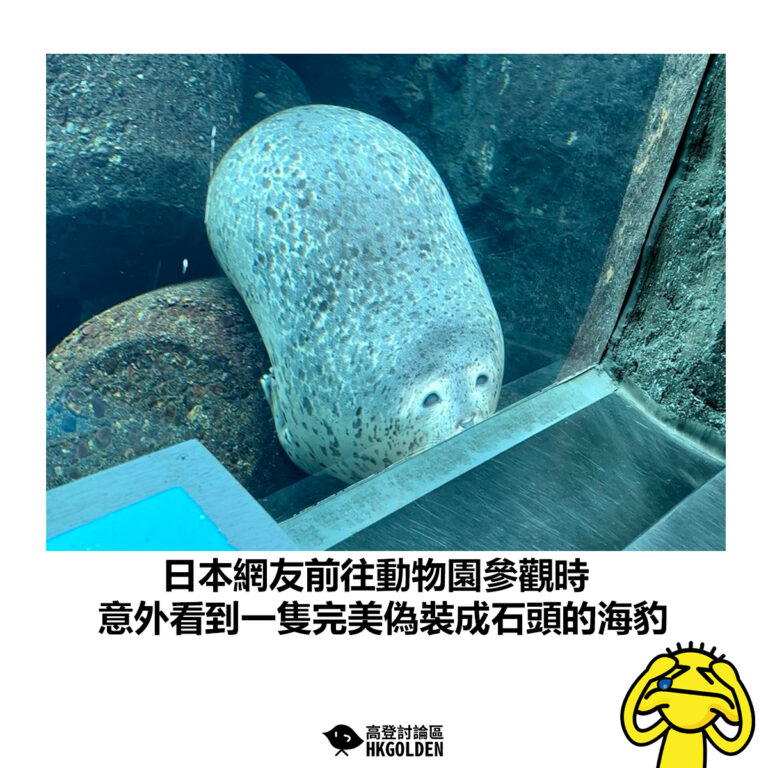 【日本網友前往動物園參觀時 意外看到一隻完美偽裝成石頭的海豹】
