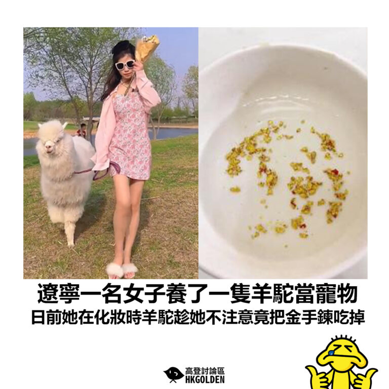 【遼寧一名女子養了一隻羊駝當寵物 日前她在化妝時羊駝趁她不注意竟把金手鍊吃掉】