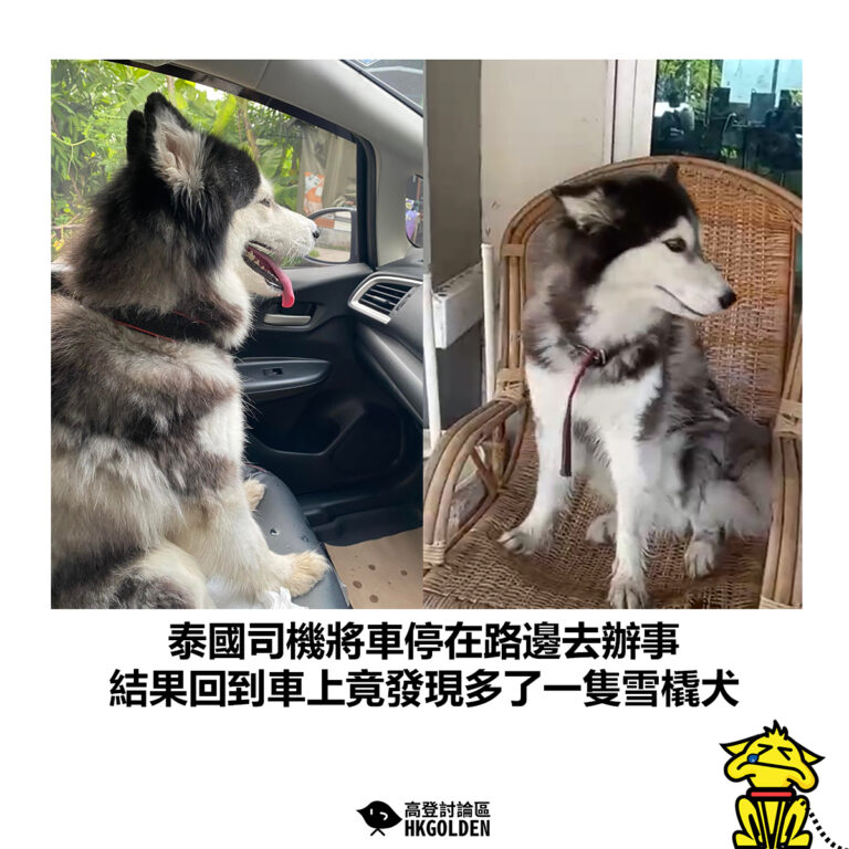 【泰國司機將車停在路邊去辦事 結果回到車上竟發現多了一隻雪橇犬】