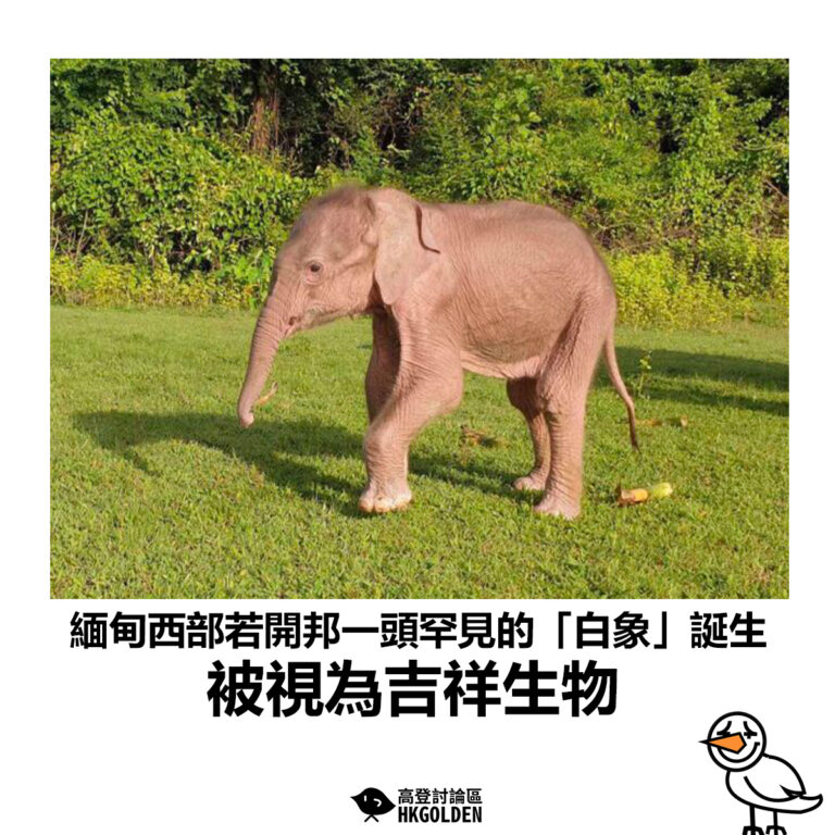 【緬甸西部若開邦一頭罕見的「白象」誕生 被視為吉祥生物】