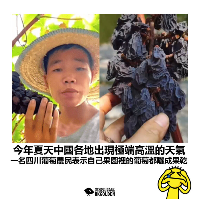 【今年夏天中國各地出現極端高溫的天氣 一名四川葡萄農民表示自己果園裡的葡萄都曬成果乾】