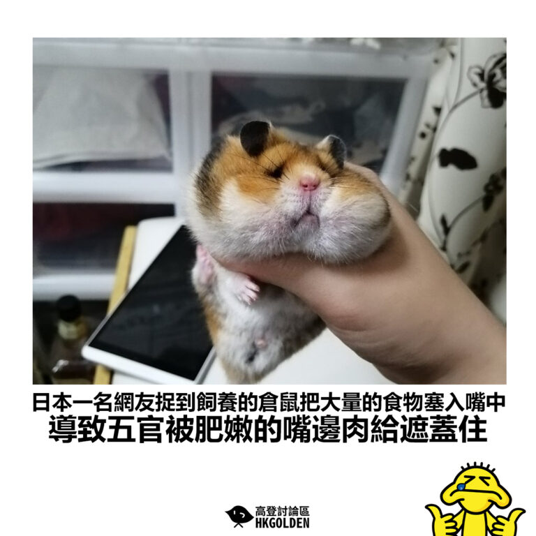 【日本一名網友捉到飼養的倉鼠把大量的食物塞入嘴中 導致五官被肥嫩的嘴邊肉給遮蓋住】