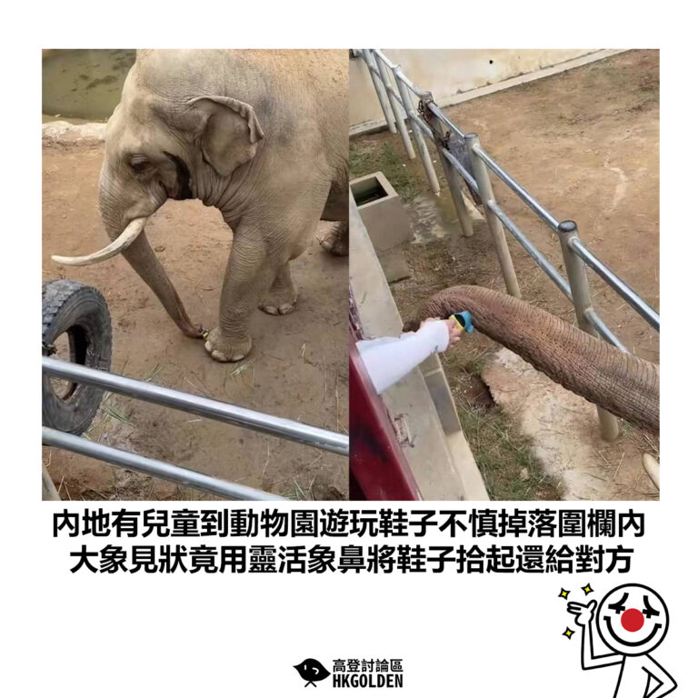 【內地有兒童到動物園遊玩鞋子不慎掉落圍欄內  大象見狀竟用靈活象鼻將鞋子拾起還給對方】