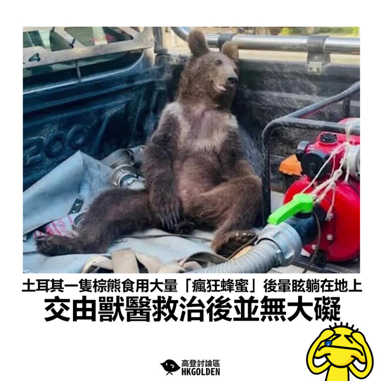 【土耳其一隻棕熊食用大量「瘋狂蜂蜜」後暈眩躺在地上 交由獸醫救治後並無大礙】
