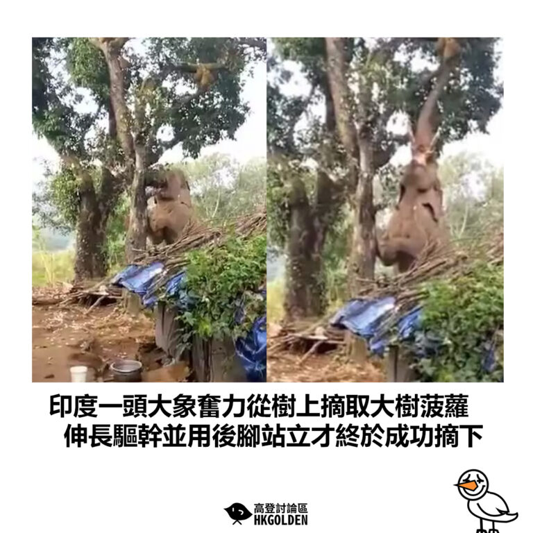 【印度一頭大象奮力從樹上摘取大樹菠蘿 伸長驅幹並用後腳站立才終於成功摘下】