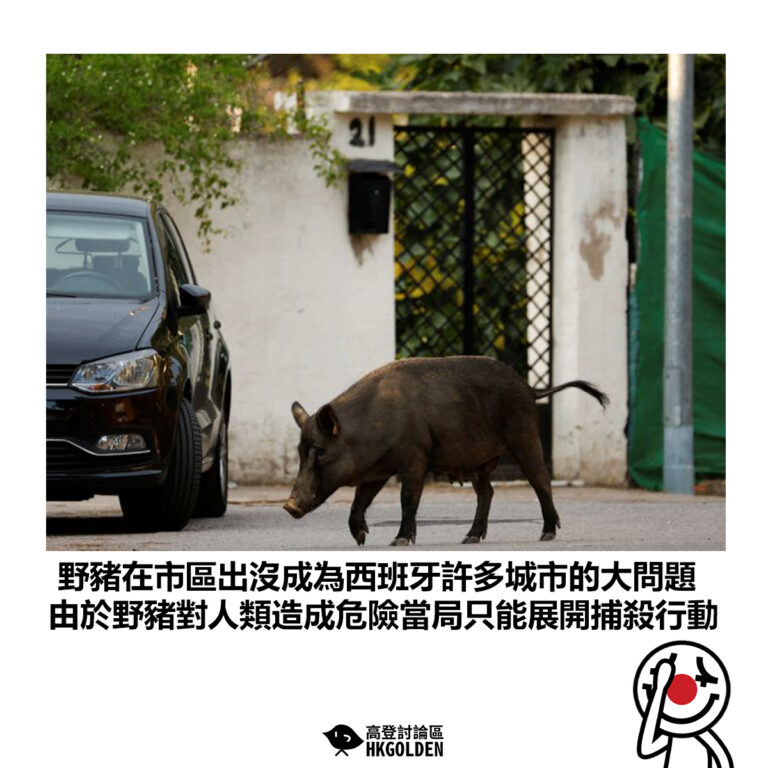 【野豬在市區出沒成為西班牙許多城市的大問題 由於野豬對人類造成危險當局只能展開捕殺行動】