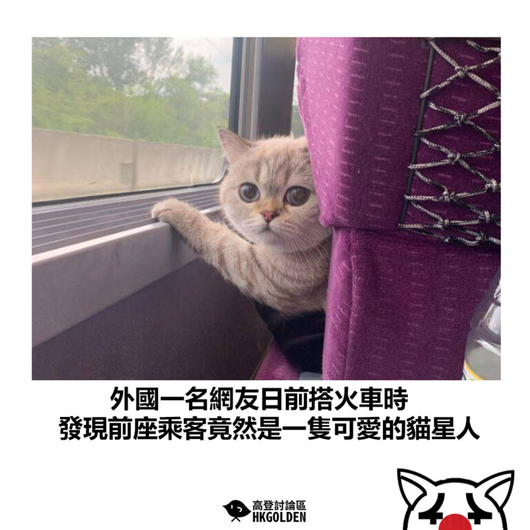 【外國一名網友日前搭火車時 發現前座乘客竟然是一隻可愛的貓星人】