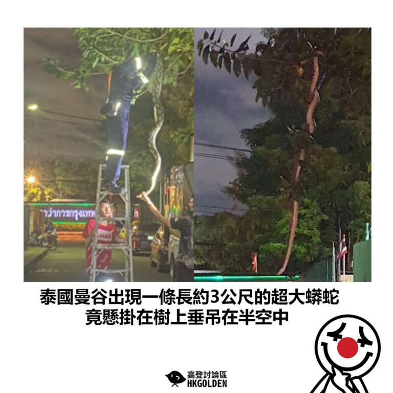 【泰國曼谷出現一條長約3公尺的超大蟒蛇 竟懸掛在樹上垂吊在半空中】