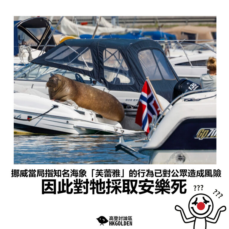 【挪威當局指知名海象「芙蕾雅」的行為已對公眾造成風險 因此對牠採取安樂死】