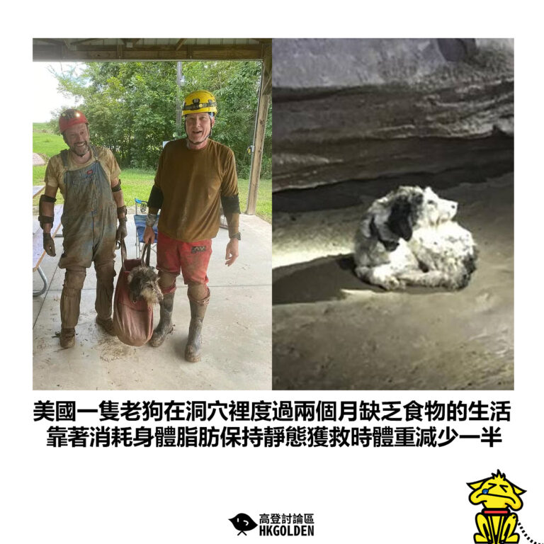 【美國一隻老狗在洞穴裡度過兩個月缺乏食物的生活 靠著消耗身體脂肪保持靜態獲救時體重減少一半】