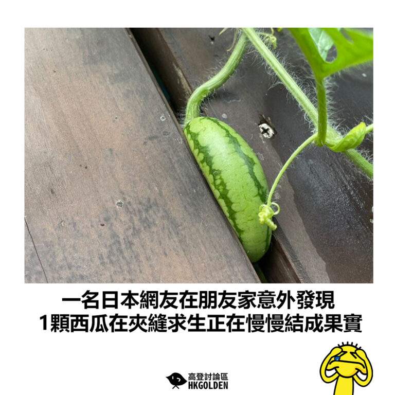 【一名日本網友在朋友家意外發現 1顆西瓜在夾縫求生正在慢慢結成果實】