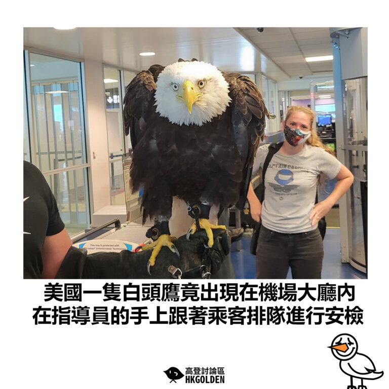 【美國一隻白頭鷹竟出現在機場大廳內 在指導員的手上跟著乘客排隊進行安檢】