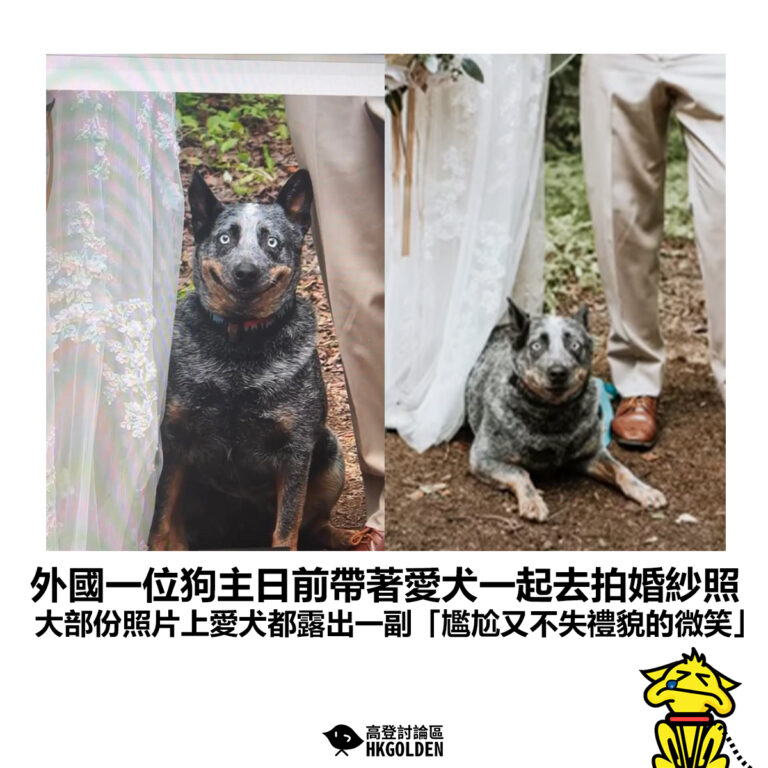 【外國一位狗主日前帶著愛犬一起去拍婚紗照 大部份照片上愛犬都露出一副「尷尬又不失禮貌的微笑」】