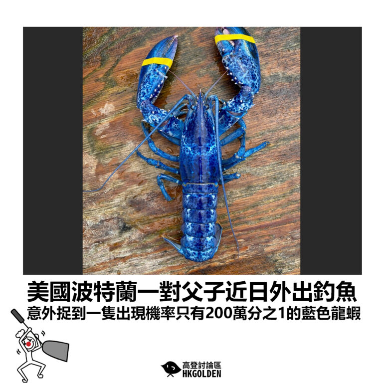 【美國波特蘭一對父子近日外出釣魚 意外捉到一隻出現機率只有200萬分之1的藍色龍蝦】