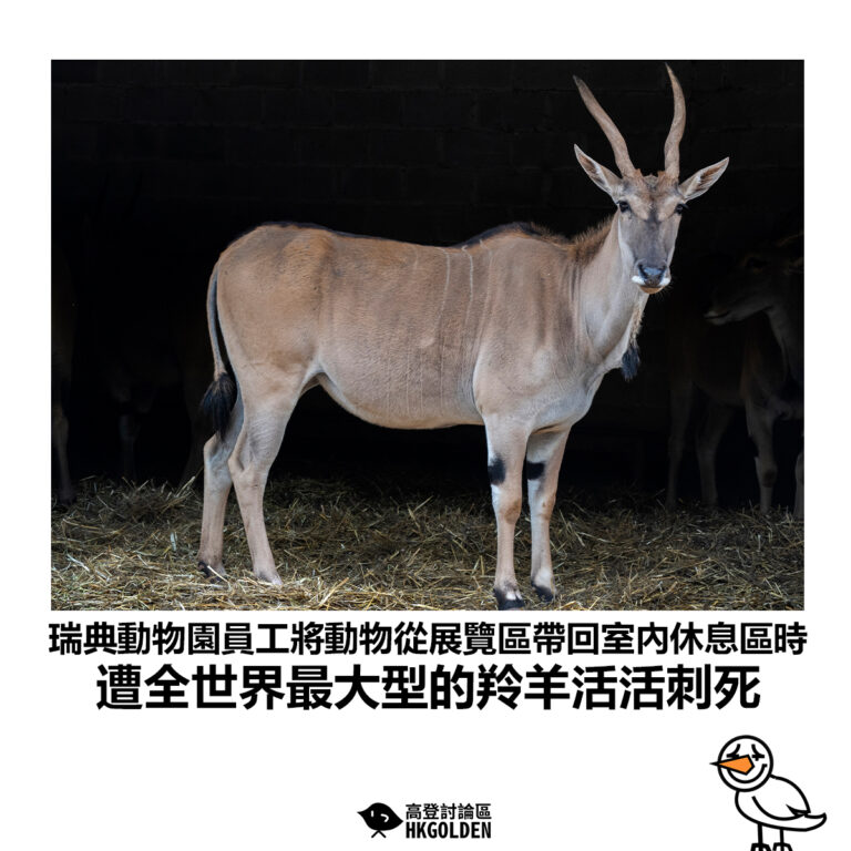 【瑞典動物園員工將動物從展覽區帶回室內休息區時 遭全世界最大型的羚羊活活刺死】