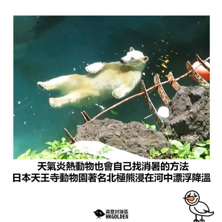 【天氣炎熱動物也會自己找消暑的方法 日本天王寺動物園著名北極熊浸在河中漂浮降溫】