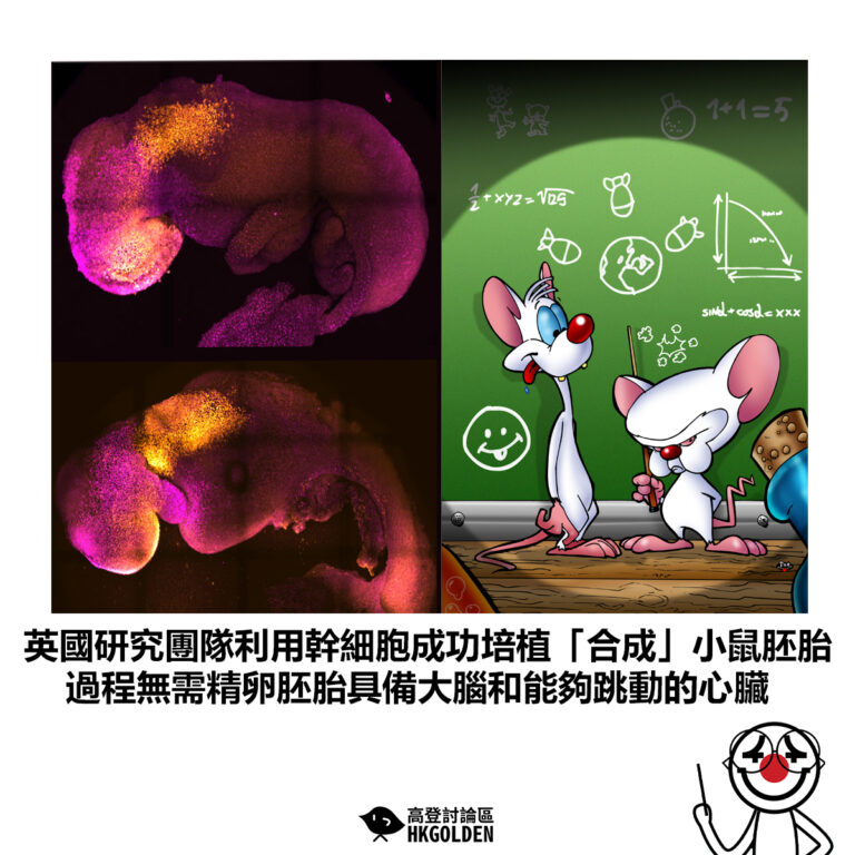 【英國研究團隊利用幹細胞成功培植「合成」小鼠胚胎 過程無需精卵胚胎具備大腦和能夠跳動的心臟】