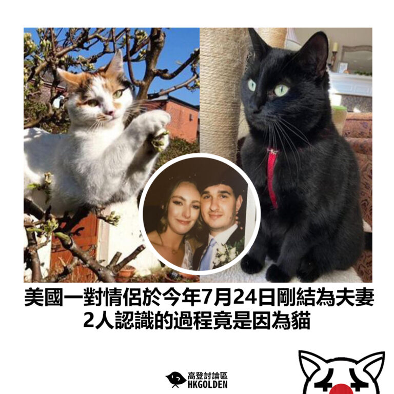 【美國一對情侶於今年7月24日剛結為夫妻 2人認識的過程竟是因為貓】