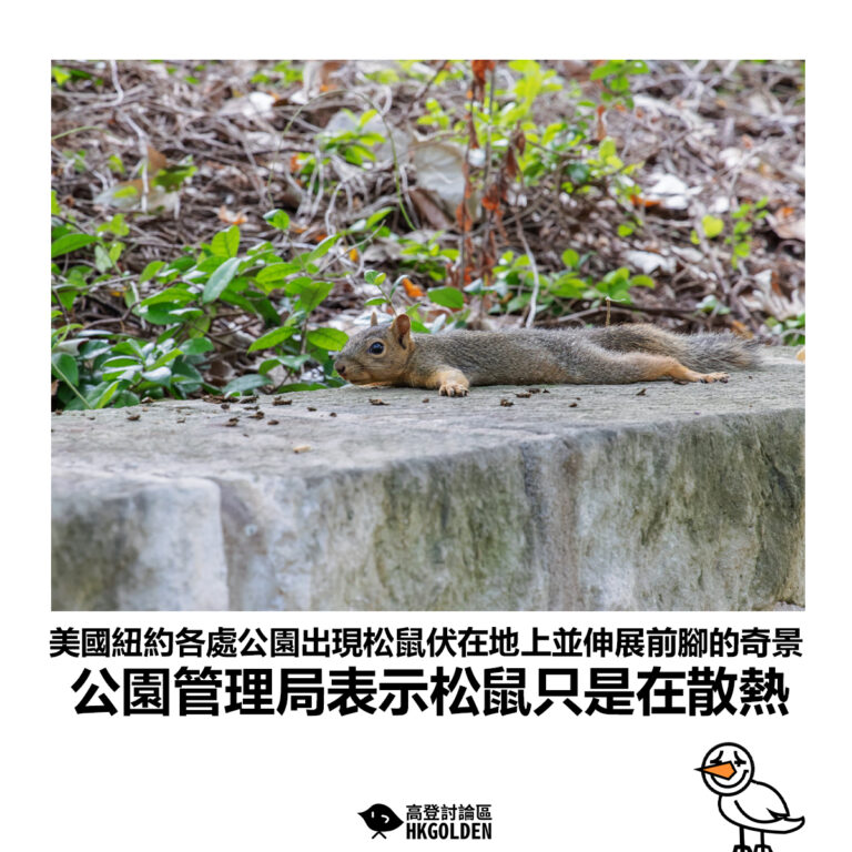 【美國紐約各處公園出現松鼠伏在地上並伸展前腳的奇景 公園管理局表示松鼠只是在散熱】