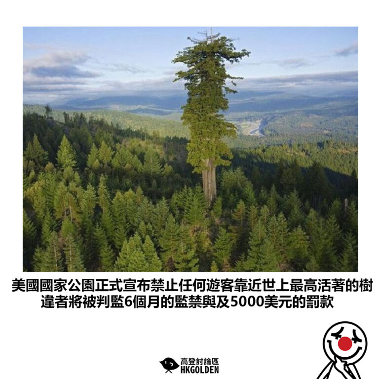【美國國家公園正式宣布禁止任何遊客靠近世上最高活著的樹 違者將被判監6個月的監禁與及5000美元的罰款】