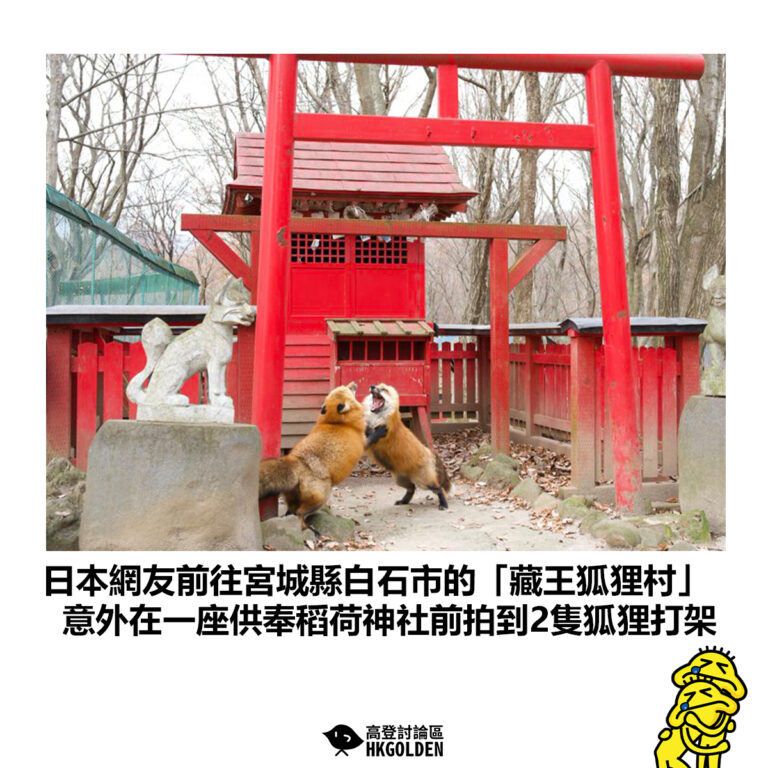 【日本網友前往宮城縣白石市的「藏王狐狸村」意外在一座供奉稻荷神社前拍到2隻狐狸打架】