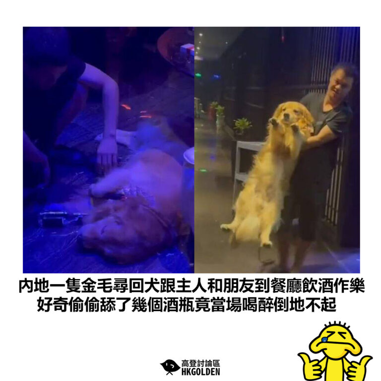 【內地一隻金毛尋回犬跟主人和朋友到餐廳飲酒作樂 好奇偷偷舔了幾個酒瓶竟當場喝醉倒地不起】