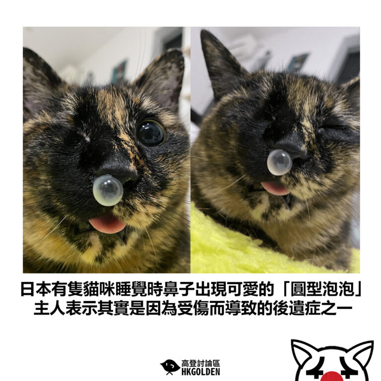 【日本有隻貓咪睡覺時鼻子出現可愛的「圓型泡泡」主人表示其實是因為受傷而導致的後遺症之一】