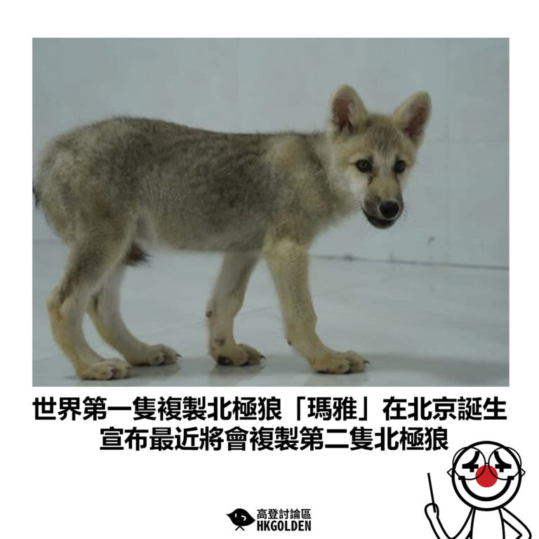 【世界第一隻複製北極狼「瑪雅」在北京誕生 宣布最近將會複製第二隻北極狼】