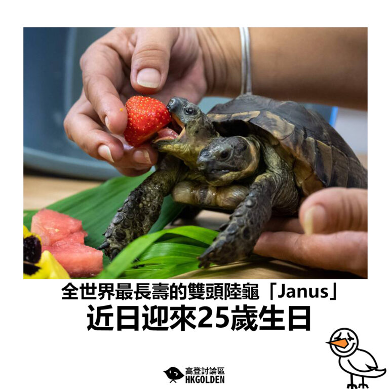 【全世界最長壽的雙頭陸龜「Janus」近日迎來25歲生日】