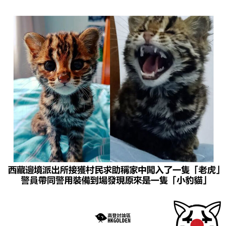 【西藏邊境派出所接獲村民求助稱家中闖入了一隻「老虎」警員帶同警用裝備到場發現原來是一隻「小豹貓」】