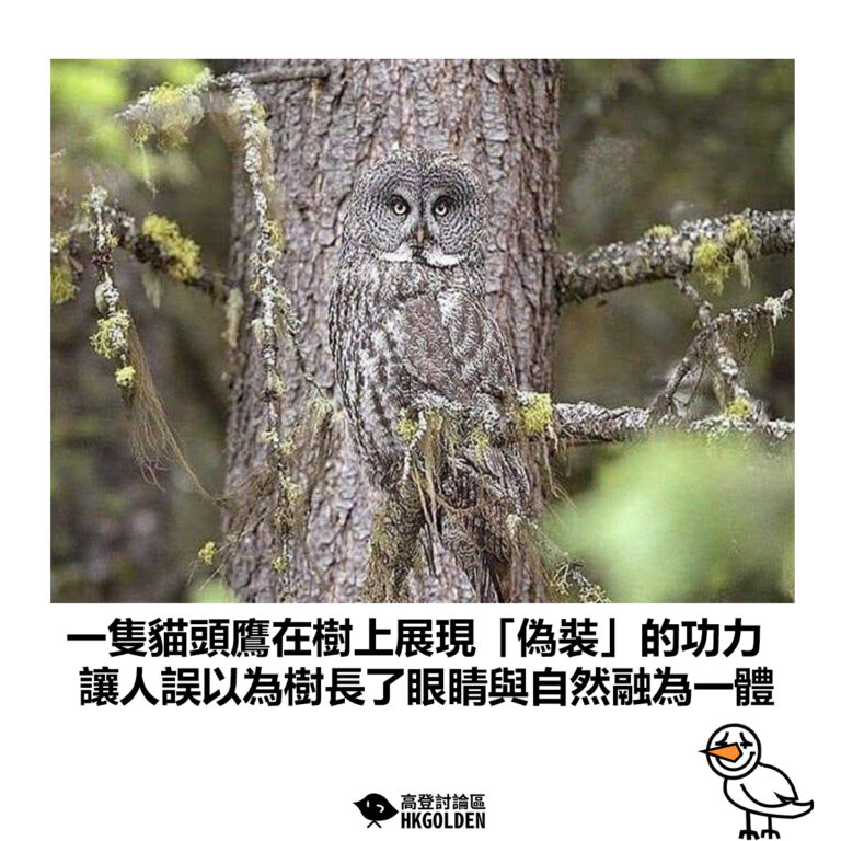 【一隻貓頭鷹在樹上展現「偽裝」的功力 讓人誤以為樹長了眼睛與自然融為一體】