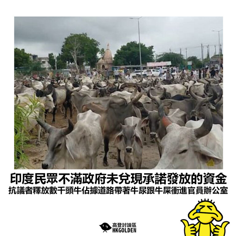 【印度民眾不滿政府未兌現承諾發放的資金 抗議者釋放數千頭牛佔據道路帶著牛尿跟牛屎衝進官員辦公室】