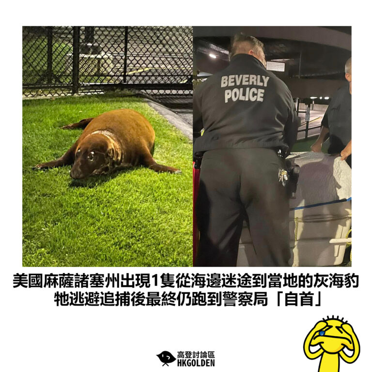 【美國麻薩諸塞州出現1隻從海邊迷途到當地的灰海豹 牠逃避追捕後最終仍跑到警察局「自首」】