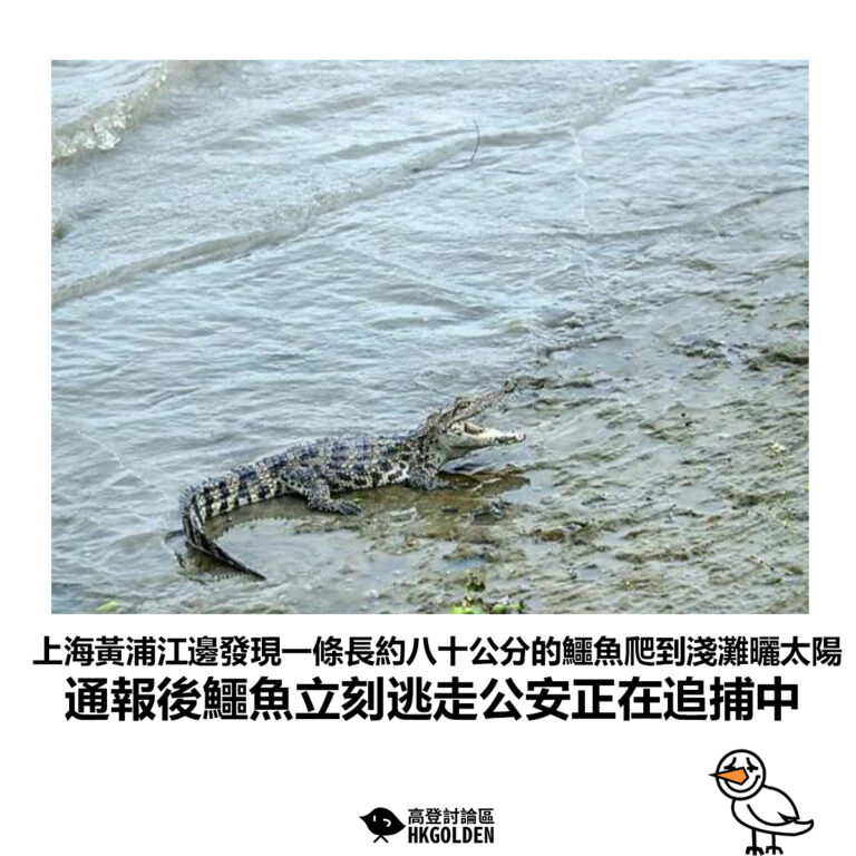 【上海黃浦江邊發現一條長約八十公分的鱷魚爬到淺灘曬太陽 通報後鱷魚立刻逃走公安正在追捕中】
