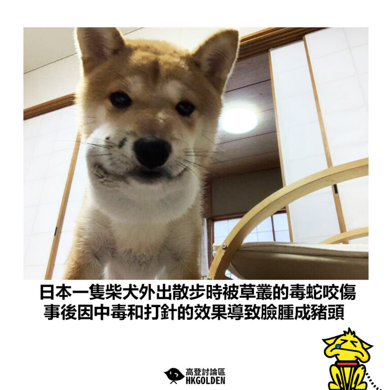 【日本一隻柴犬外出散步時被草叢的毒蛇咬傷 事後因中毒和打針的效果導致臉腫成豬頭】