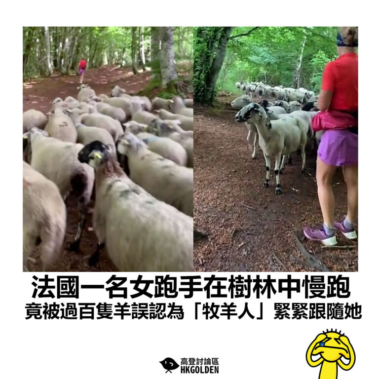 【法國一名女跑手在樹林中慢跑 竟被過百隻羊誤認為「牧羊人」緊緊跟隨她】