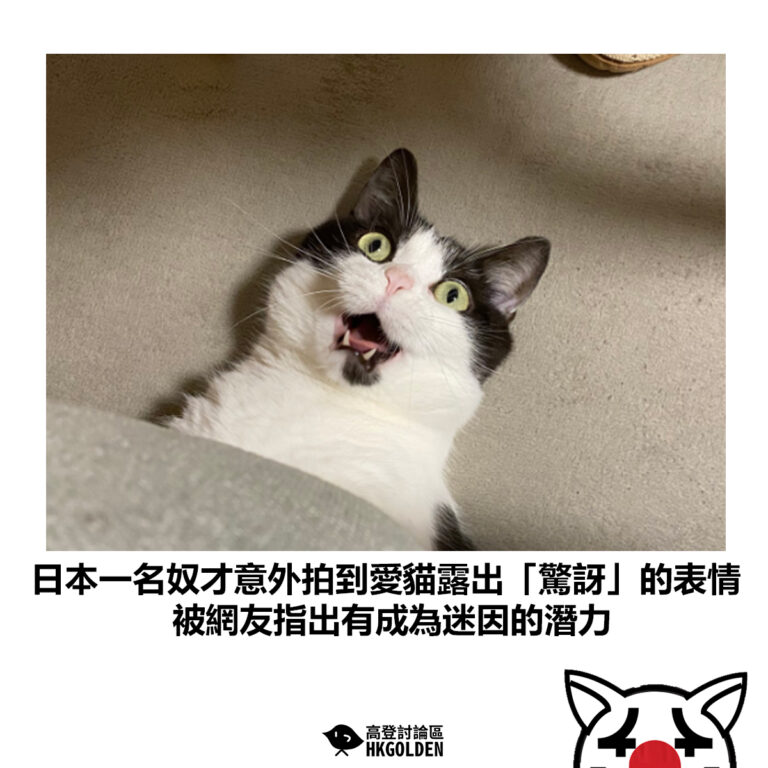 【日本一名奴才意外拍到愛貓露出「驚訝」的表情 被網友指出有成為迷因的潛力】