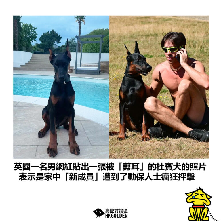 【英國一名男網紅貼出一張被「剪耳」的杜賓犬的照片 表示是家中「新成員」遭到了動保人士瘋狂抨擊】