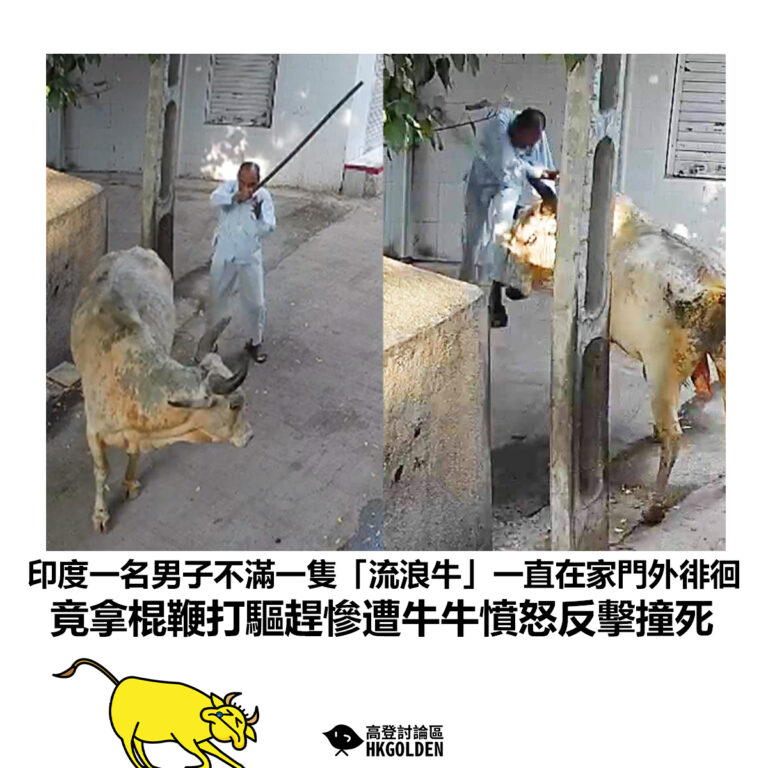 【印度一名男子不滿一隻「流浪牛」一直在家門外徘徊 竟拿棍鞭打驅趕慘遭牛牛憤怒反擊撞死】