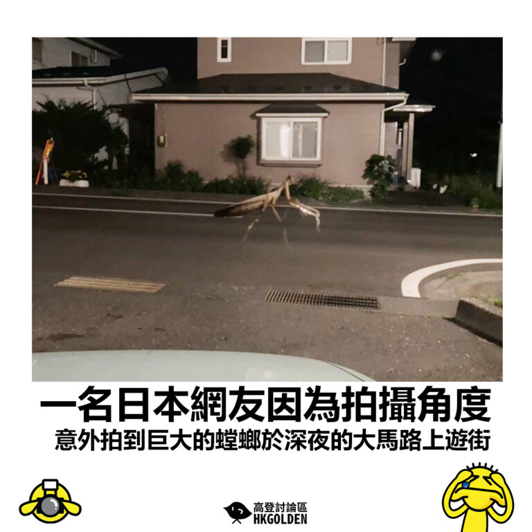 【一名日本網友因為拍攝角度 意外拍到巨大的螳螂於深夜的大馬路上遊街】