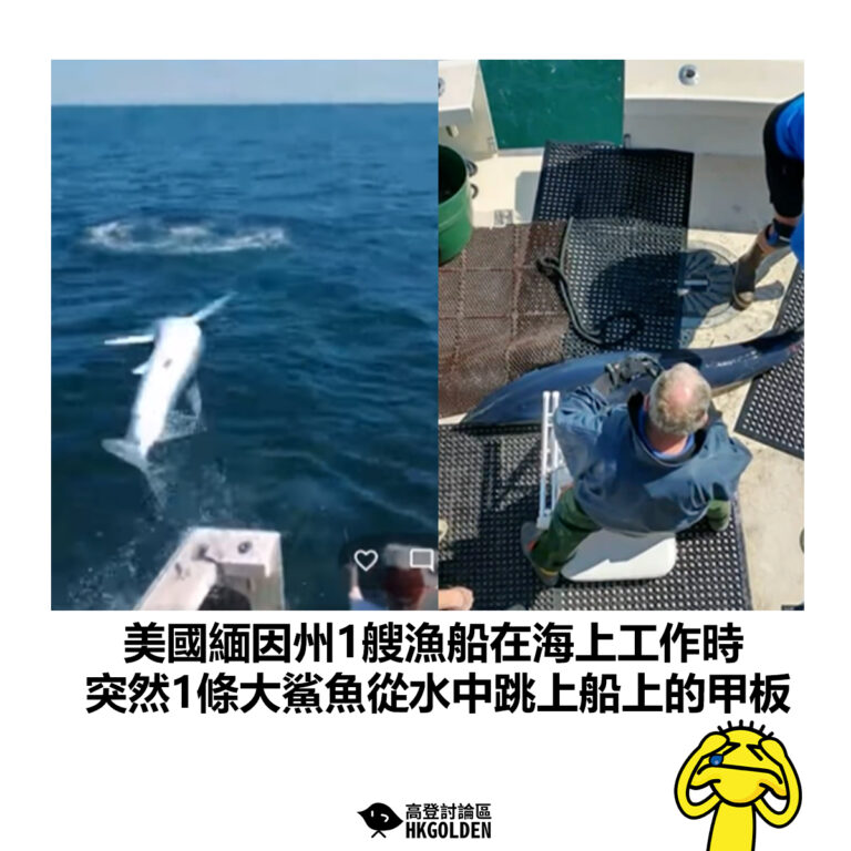 【美國緬因州1艘漁船在海上工作時 突然1條大鯊魚從水中跳上船上的甲板】
