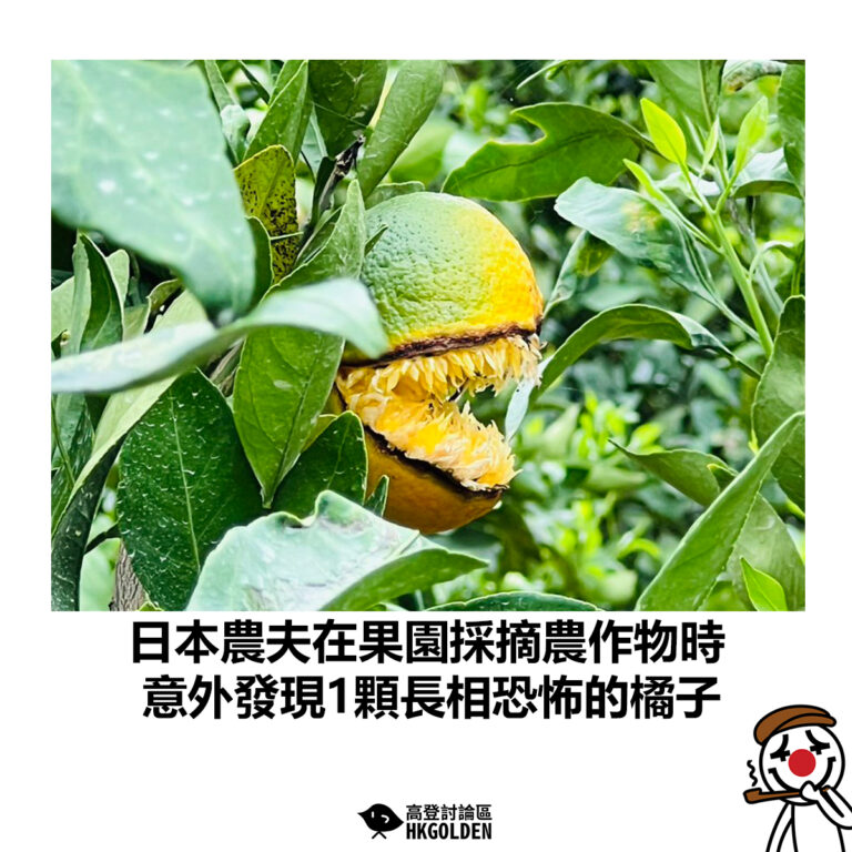 【日本農夫在果園採摘農作物時  意外發現1顆長相恐怖的橘子】