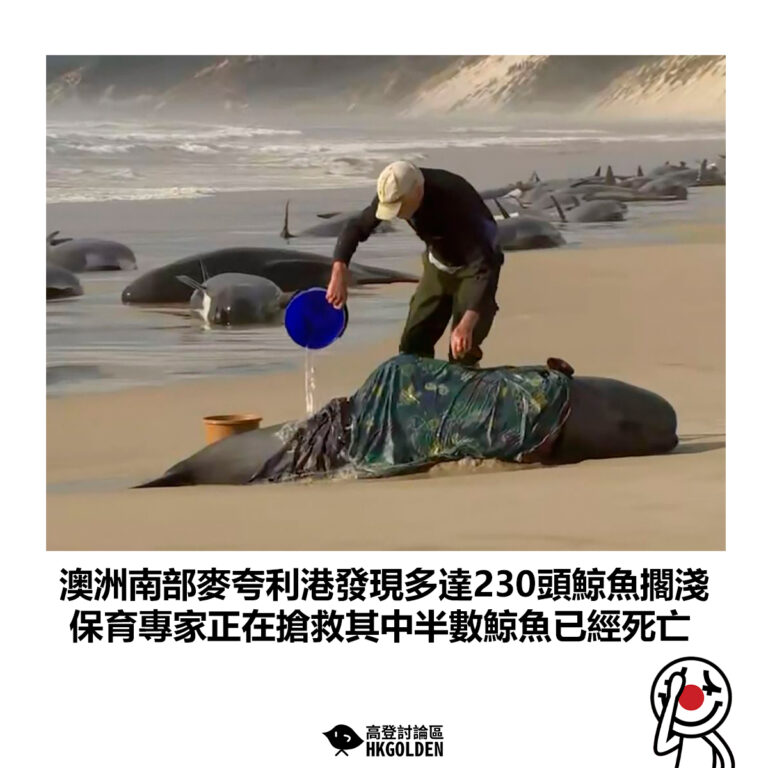 【澳洲南部麥夸利港發現多達230頭鯨魚擱淺 保育專家正在搶救其中半數鯨魚已經死亡】