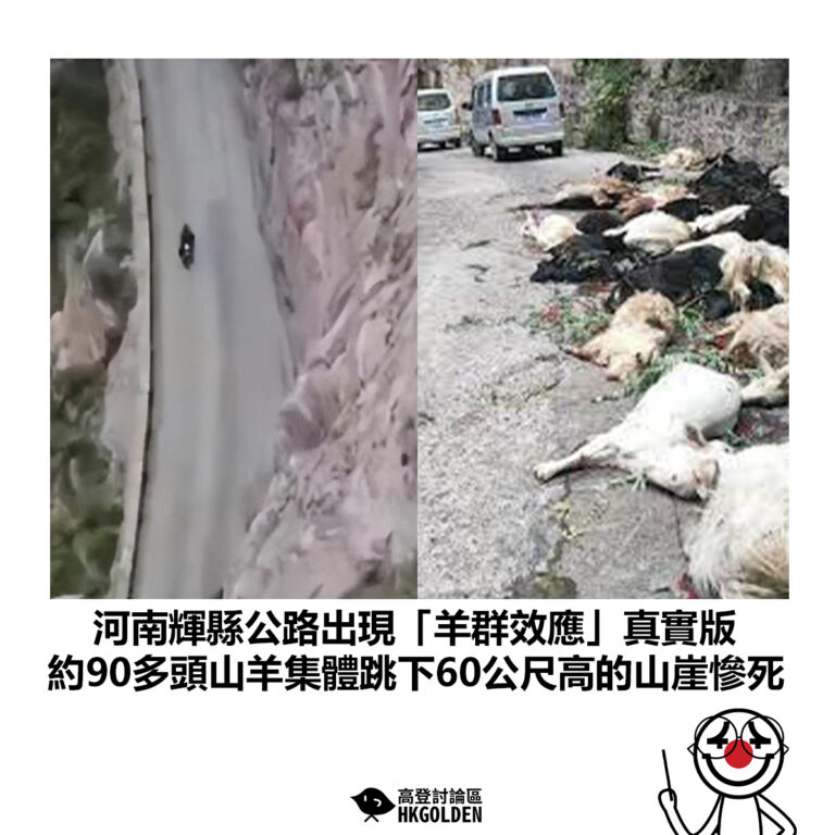 【河南輝縣公路出現「羊群效應」真實版 約90多頭山羊集體跳下60公尺高的山崖慘死】